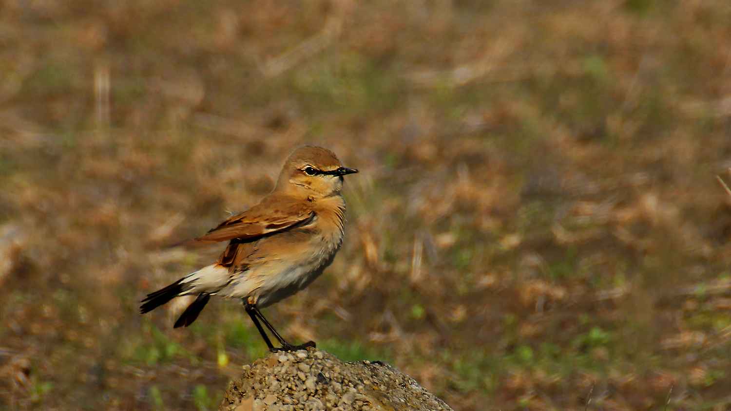 Isabelline Wheatear